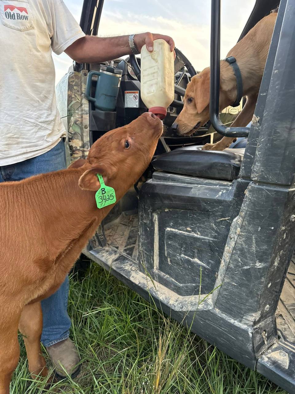Red Angus calf at Creekside Ranch in Poplarville, Mississippi