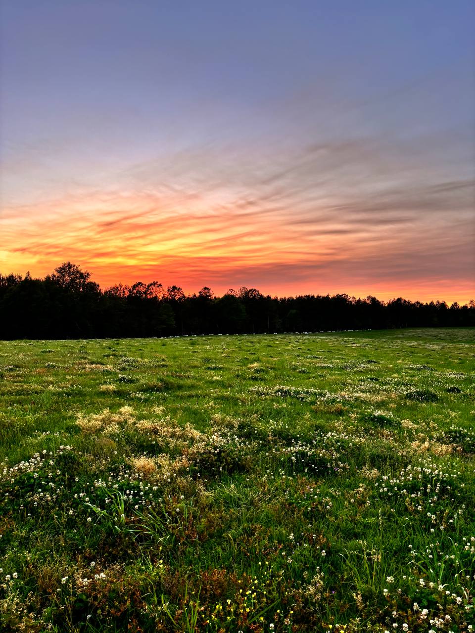 900 acres of clover pasture at sunset, Creekside Ranch Poplarville Mississippi