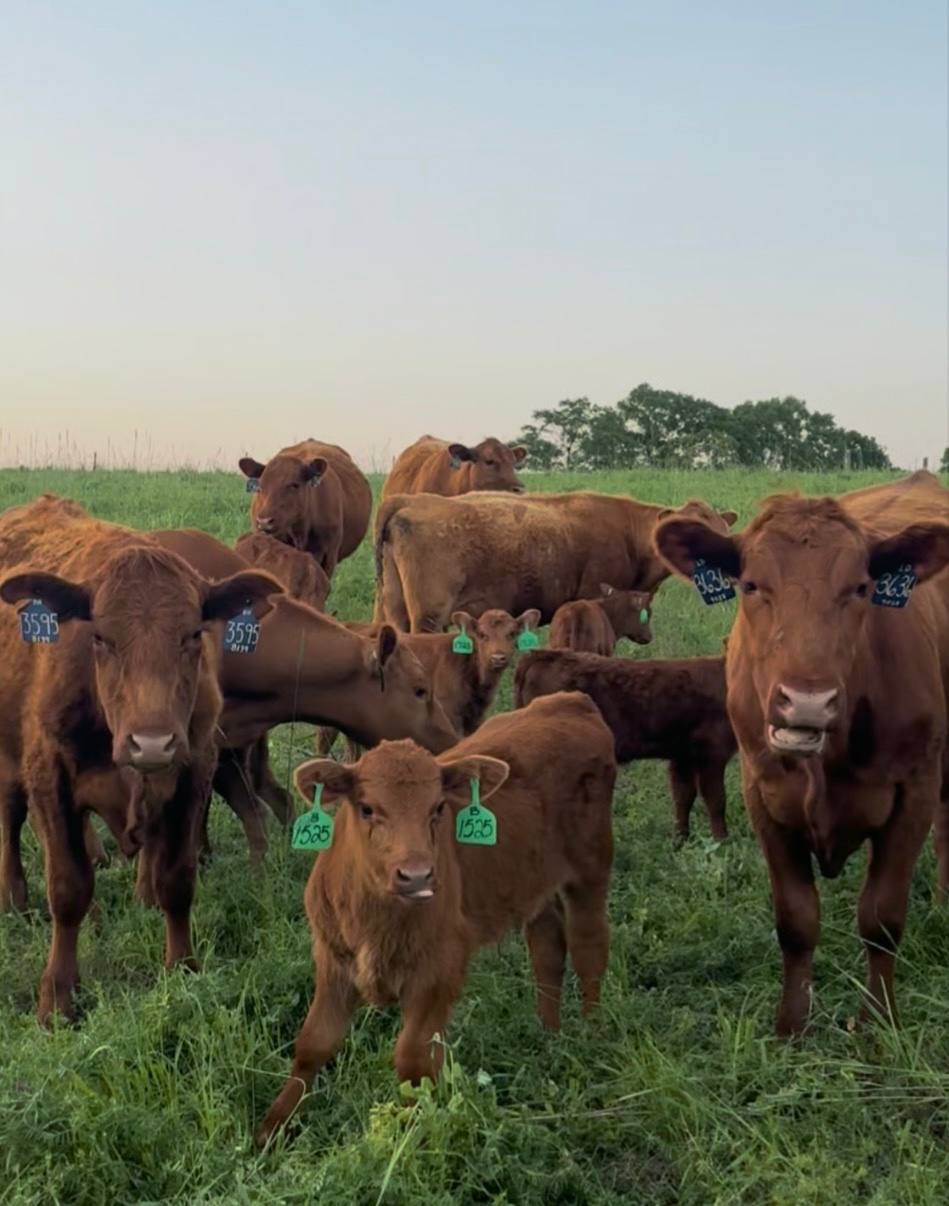 Red Angus cow-calf herd on pasture at Creekside Ranch Mississippi