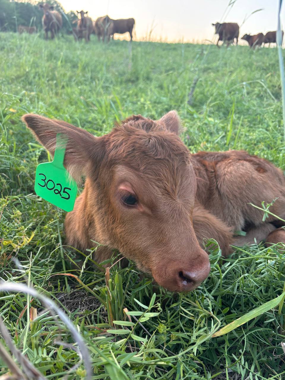 Red Angus spring calf at Creekside Ranch