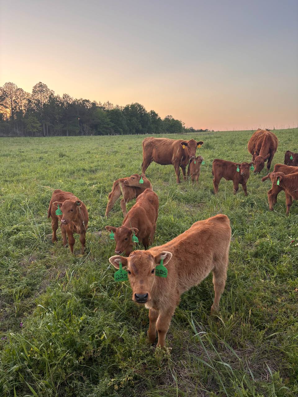 Red Angus cattle on pasture at Creekside Ranch