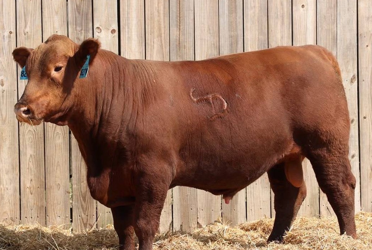 Dix Money Line 827M, Red Angus herd sire at Creekside Ranch in Poplarville, Mississippi