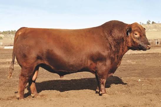 Leachman Deniro A090X, Red Angus reference sire at Creekside Ranch