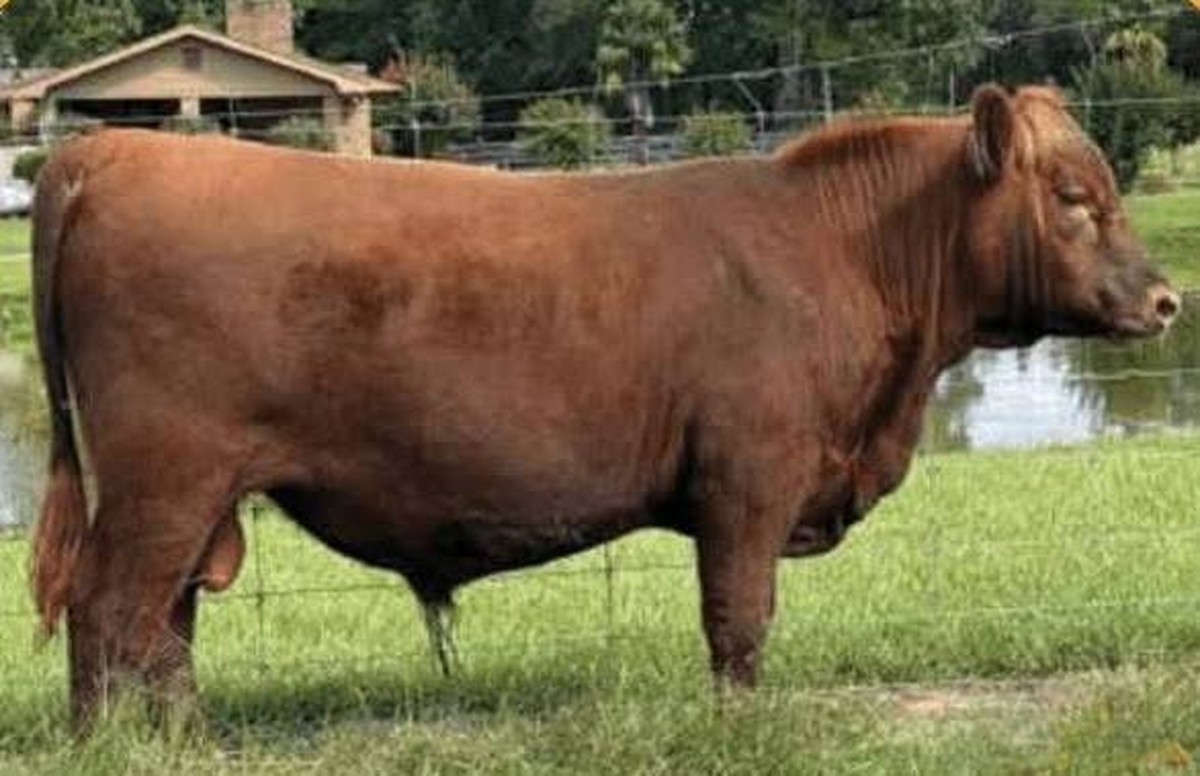 JBSF Complete Package M32, Red Angus herd sire at Creekside Ranch in Poplarville, Mississippi