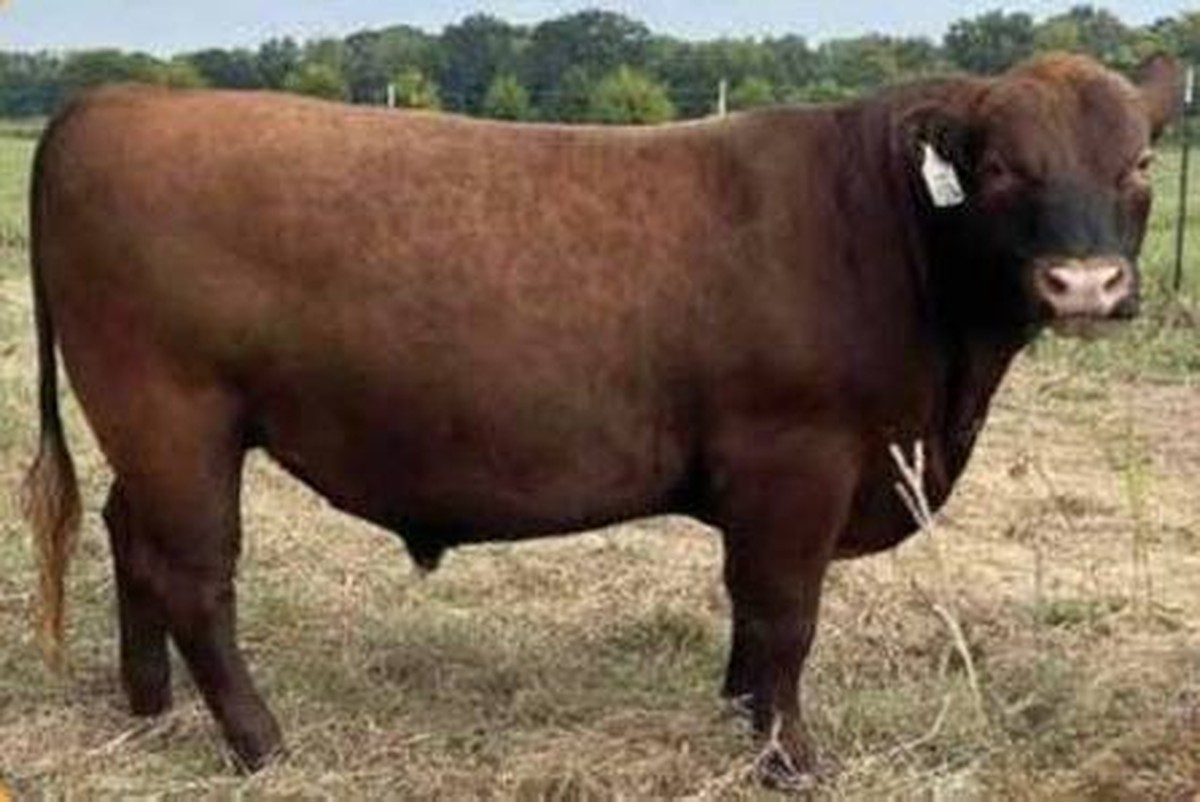 Lyon Foundation 2547 M6290, Red Angus herd sire at Creekside Ranch in Poplarville, Mississippi