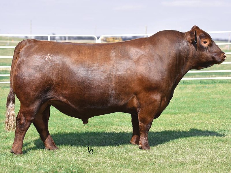 Andras New Direction R240, Red Angus reference sire at Creekside Ranch
